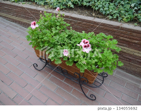 ぺラルゴ二ウムのプランター ぺラルゴ二ウムのプランター 134055692