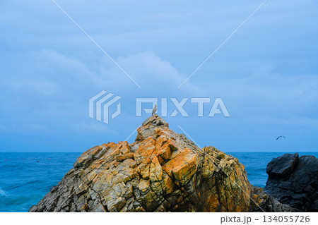 Great Cormorant Phalacrocorax carbo sits on the rock, East sea, South Korea 134055726