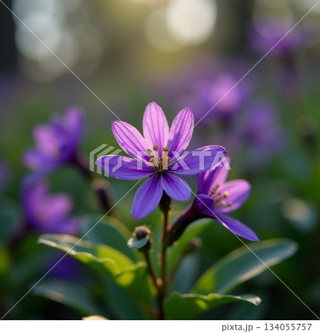 AI generated Bright purple wildflower illuminated during sunset with soft background 134055757
