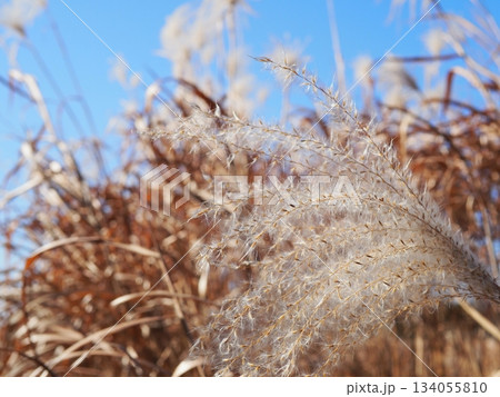 ススキの穂の美しさを満喫　コピースペースにピッタリ　穂のふわふわ感を感じて 134055810
