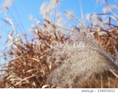 ススキの穂の美しさを満喫 コピースペースにピッタリ 穂のふわふわ感を感じて ススキの穂の美しさを満喫 コピースペースにピッタリ 穂のふわふわ感を感じて 134055811