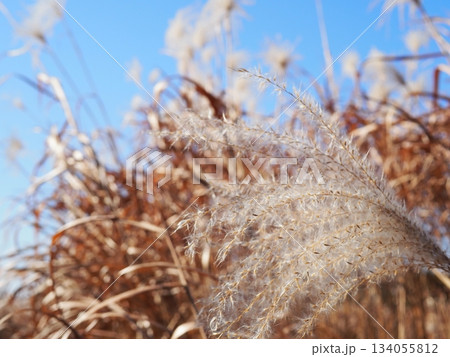 ススキの穂の美しさを満喫 コピースペースにピッタリ 穂のふわふわ感を感じて ススキの穂の美しさを満喫 コピースペースにピッタリ 穂のふわふわ感を感じて 134055812