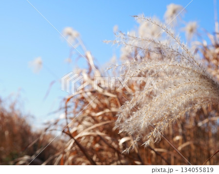 ススキの穂の美しさを満喫　コピースペースにピッタリ　穂のふわふわ感を感じて 134055819