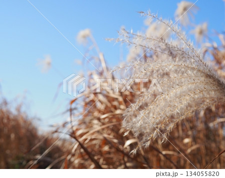 ススキの穂の美しさを満喫　コピースペースにピッタリ　穂のふわふわ感を感じて 134055820