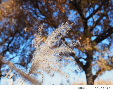 ススキの穂の美しさを満喫　コピースペースにピッタリ　穂のふわふわ感を感じて 134055857