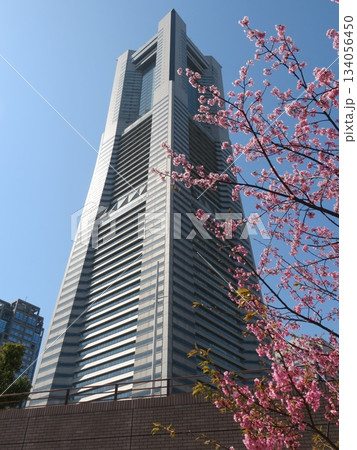 桜 ランドマークタワー 桜 ランドマークタワー 134056450