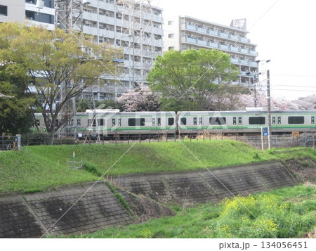 桜 電車 134056451
