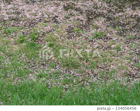 桜 じゅうたん 134056456