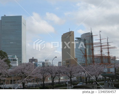 桜並木 みなとみらい 134056457