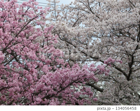 桜 色違い 桜 色違い 134056458