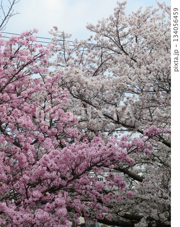 桜 色違い 桜 色違い 134056459