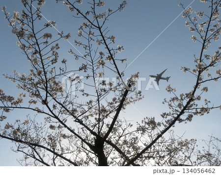 桜 飛行機 桜 飛行機 134056462