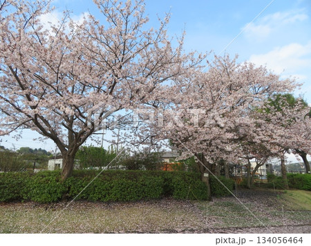桜並木 134056464
