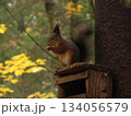 Red squirrel Close-up eating a hazelnut with muted green and brown background. 134056579