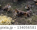Four little newborn fluffy duckling outdoors. Cute Young duck. Nice small bird close-up 134056581
