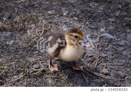 One little newborn fluffy duckling outdoors. Cute Young duck. Nice small bird close-up One little newborn fluffy duckling outdoors. Cute Young duck. Nice small bird close-up 134056583