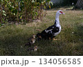 Mother duck and four little newborn fluffy duckling outdoors. Cute Young musk duck. Nice domestic bird and white and black with red beak close-up. Cairina moschata 134056585