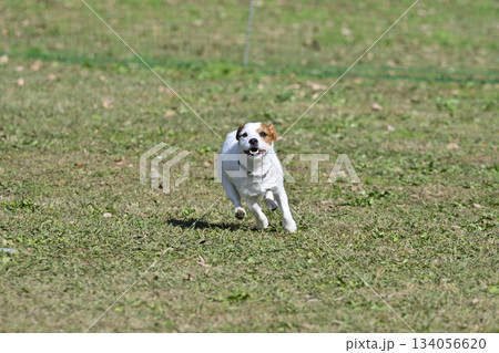 ドッグランで遊ぶ元気な愛犬　ジャックラッセルテリア 134056620