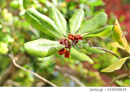 トベラ（トベラ科）常緑広葉樹の赤い実 134056635
