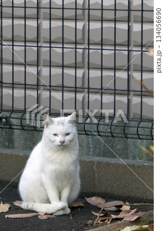 2013年の夏 公園に佇む地域猫 白 目青① 2013年の夏 公園に佇む地域猫 白 目青① 134056690