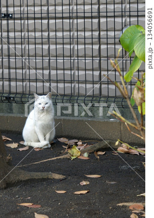 2013年の夏　公園に佇む地域猫　白　目青② 134056691