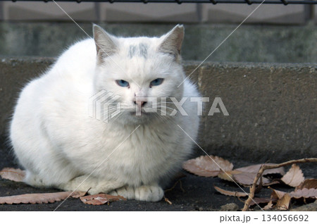 2013年の夏　公園に佇む地域猫　白　目青③ 134056692