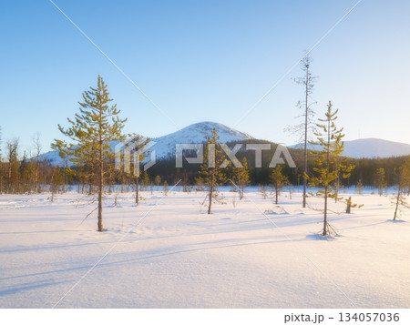 Nature in the north. Snowdrifts with fluffy snow. Winter wonderland. Trees covered with snow. Nature in the north. Snowdrifts with fluffy snow. Winter wonderland. Trees covered with snow. 134057036