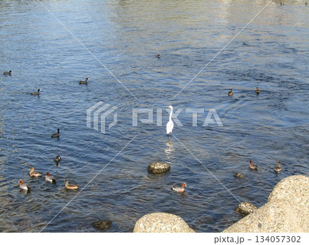 花見川河口の白い大きな鷺はダイサギ 134057302
