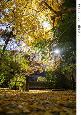 鎌倉251124 安国論寺13 黄葉 鎌倉251124 安国論寺13 黄葉 134057453