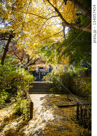 鎌倉251124　安国論寺12　黄葉 134057454