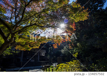 鎌倉251124　安国論寺3　紅葉 134057502