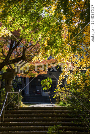 鎌倉251124 安国論寺11 黄葉 鎌倉251124 安国論寺11 黄葉 134057517