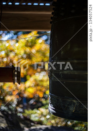 逗子251126 神武寺4 黄葉&釣鐘 逗子251126 神武寺4 黄葉&釣鐘 134057524