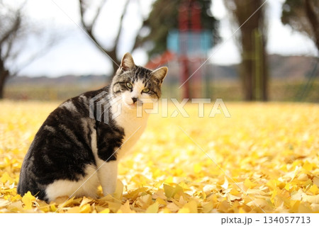 イチョウの絨毯に座る猫 134057713
