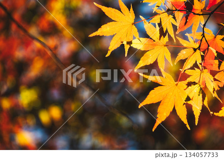 光を浴びて輝く赤とオレンジのグラデーション 134057733