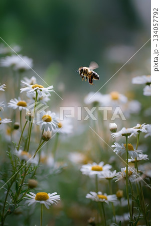 Bee flying towards daisy exploring spring nature. Honeybee approaching a white daisy flower, depicting pollination and a warm spring atmosphere Bee flying towards daisy exploring spring nature. Honeybee approaching a white daisy flower, depicting pollination and a warm spring atmosphere 134057792