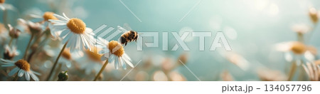 Bee flying towards daisy exploring spring nature. Honeybee approaching a white daisy flower, depicting pollination and a warm spring atmosphere 134057796