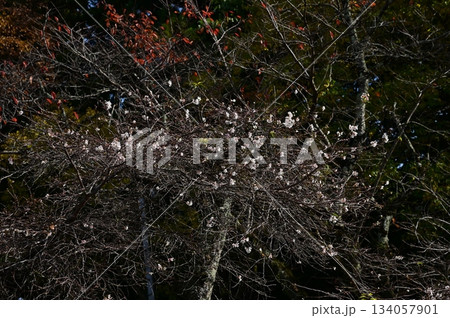 二季咲桜（ニキザキザクラ）彦根城の内堀沿いに咲く花 134057901