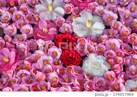 京都　霊鑑寺　春の特別拝観　美しい椿の花（京都府京都市左京区） 134057969