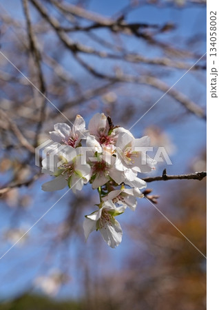 二季咲桜（ニキザキザクラ）彦根城の内堀沿いに咲く花 134058002