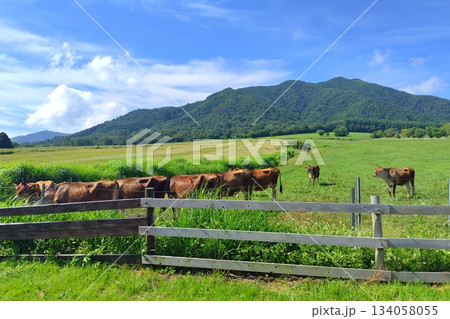 【岡山県】蒜山高原 ジャージー牛 134058055