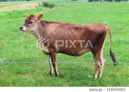 【岡山県】蒜山高原 ジャージー牛 【岡山県】蒜山高原 ジャージー牛 134058061