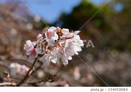 二季咲桜（ニキザキザクラ）彦根城の内堀沿いに咲く花 134058064