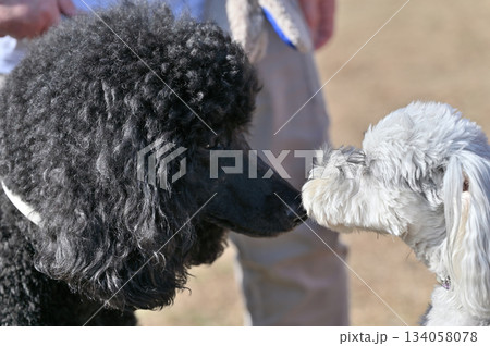 大型犬と小型犬の挨拶　スタンダードプードル。ミニチュアシュナウザー 134058078