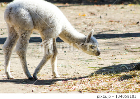 Alpaca Vicugna pacos white baby animal graze 134058183