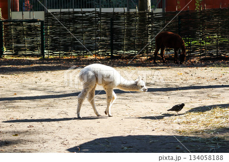 Alpaca Vicugna pacos white baby animal 134058188