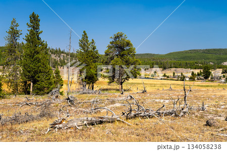 Firehole River winds through grassy meadow in Yellowstone National Park, Wyoming, USA. Scenic landscape features lodgepole pine forest and dead trees in UNESCO World Heritage site 134058238