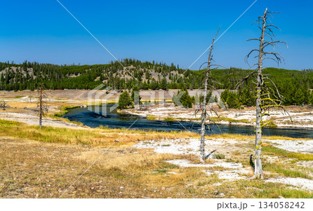 Firehole River flows through grassy meadow in Yellowstone National Park, Wyoming, USA. Scenic landscape features dead lodgepole pine trees and blue sky in UNESCO World Heritage site 134058242