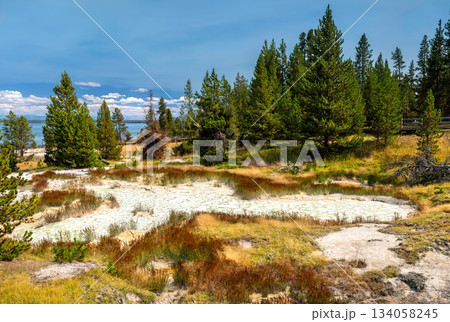 Geothermal pool with white sinter rim sits among pine trees in Yellowstone National Park, Wyoming, USA. Scenic landscape features Yellowstone Lake background in UNESCO World Heritage site 134058245