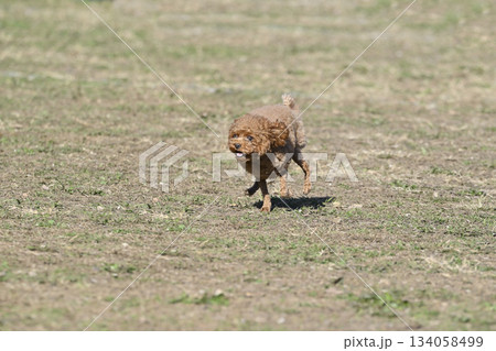 ドッグランで遊ぶトイプードル 134058499